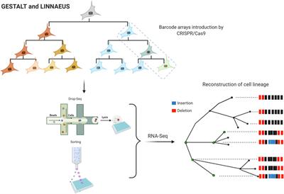 Recent advances in the use of CRISPR/Cas for understanding the early development of molecular gaps in glial cells